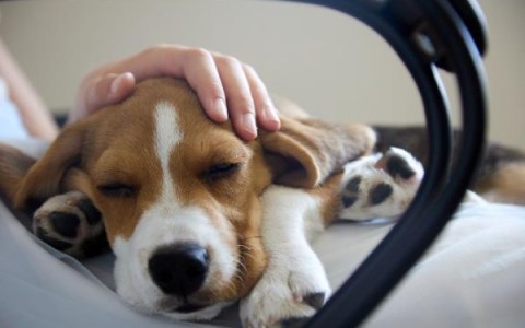 VaxCell-Bio申请犬用抗癌药物的批准